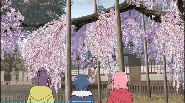 Cherry Blossoms at Jionji Temple